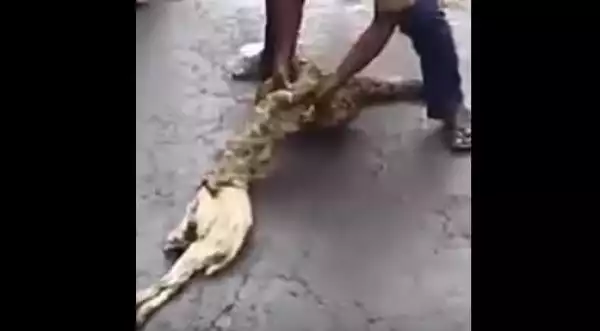 Ekiti Farmer Forces Snake That Swallowed His Lambs To Vomit Them (Video)